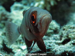 Bigeye fish by Cigdem Cooper 
